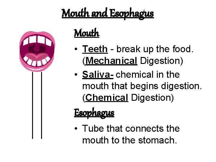 Mouth and Esophagus Mouth • Teeth - break up the food. (Mechanical Digestion) •