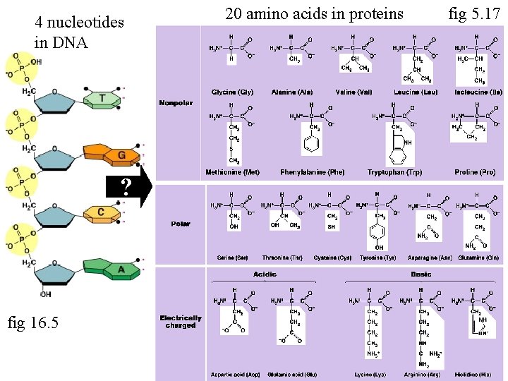 4 nucleotides in DNA ? fig 16. 5 20 amino acids in proteins fig