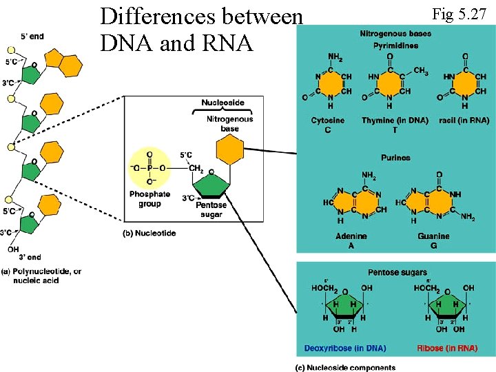 Differences between DNA and RNA Fig 5. 27 