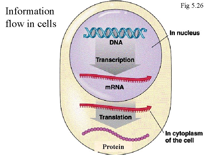 Fig 5. 26 Information flow in cells Protein 