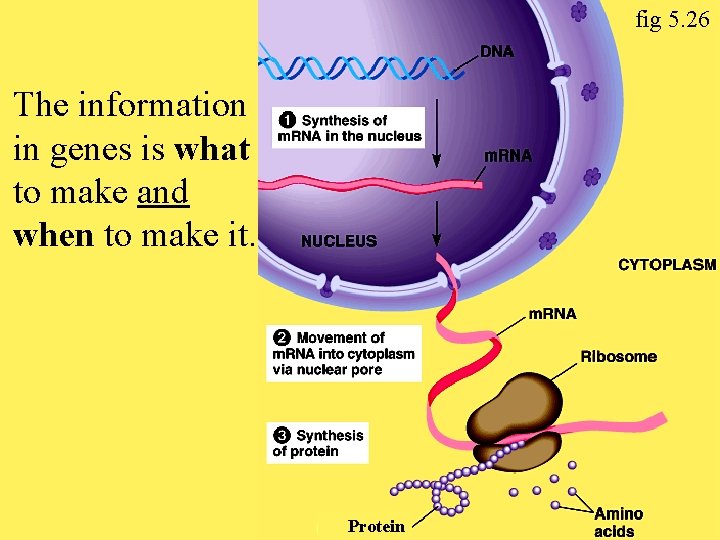 fig 5. 26 The information in genes is what to make and when to