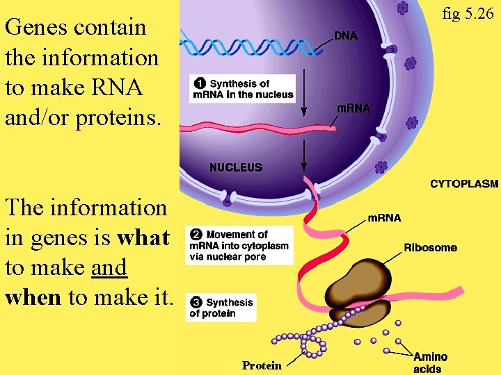 fig 5. 26 Genes contain the information to make RNA and/or proteins. The information