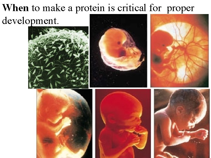 When to make a protein is critical for proper development. 