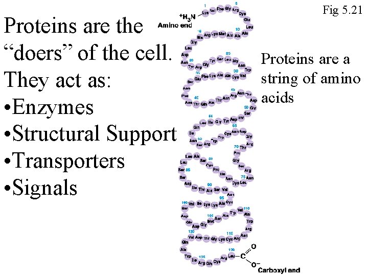 Proteins are the “doers” of the cell. They act as: • Enzymes • Structural