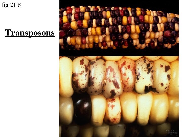fig 21. 8 Transposons 