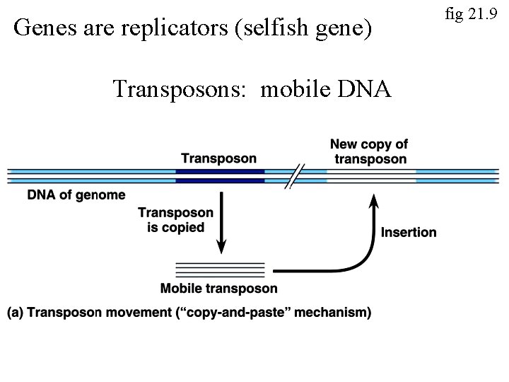 Genes are replicators (selfish gene) Transposons: mobile DNA fig 21. 9 