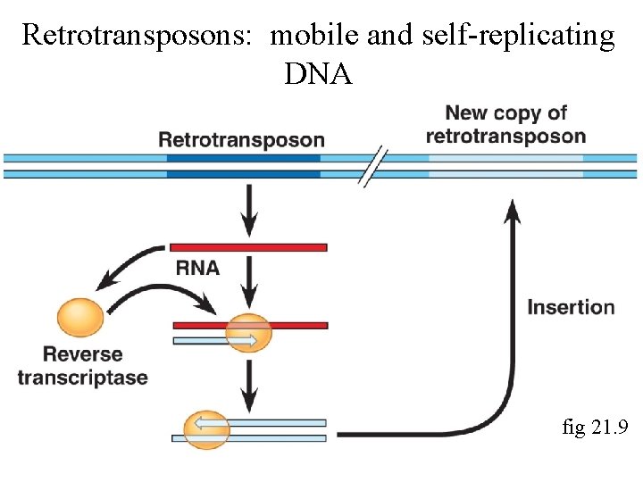 Retrotransposons: mobile and self-replicating DNA fig 21. 9 