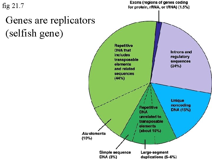 fig 21. 7 Genes are replicators (selfish gene) 