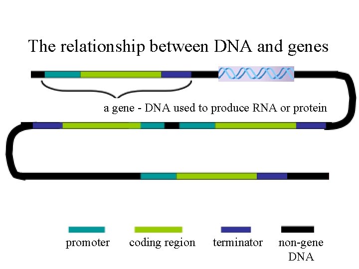 The relationship between DNA and genes a gene - DNA used to produce RNA