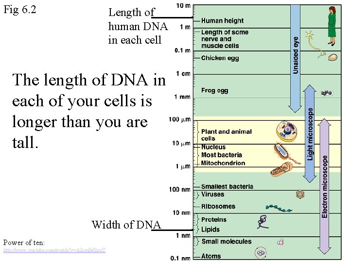 Fig 6. 2 Length of human DNA in each cell The length of DNA