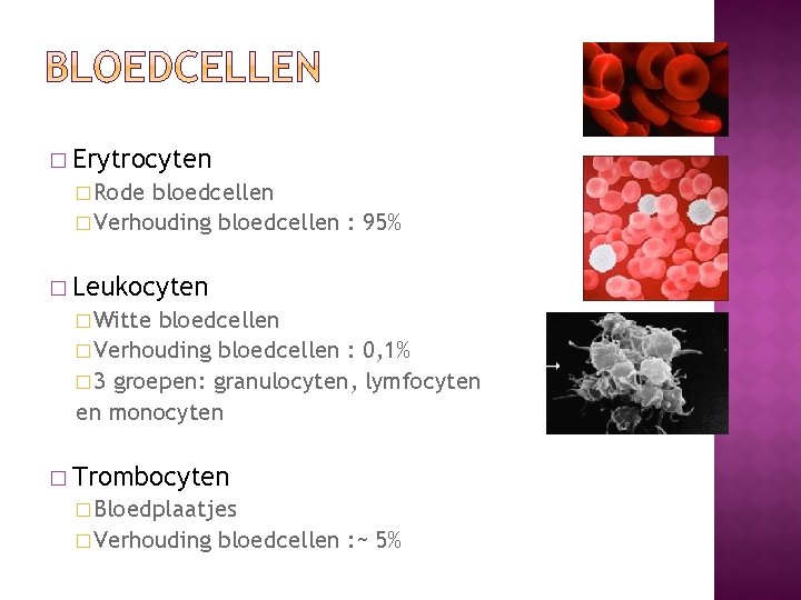 � Erytrocyten � Rode bloedcellen � Verhouding bloedcellen : 95% � Leukocyten � Witte