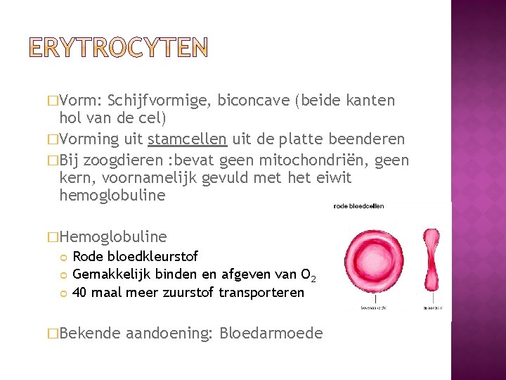 �Vorm: Schijfvormige, biconcave (beide kanten hol van de cel) �Vorming uit stamcellen uit de