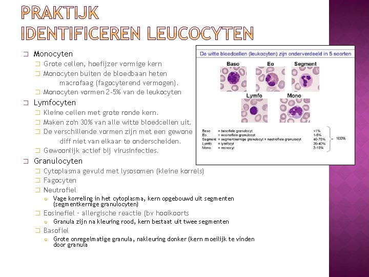 � Monocyten � Grote cellen, hoefijzer vormige kern � Monocyten buiten de bloedbaan heten