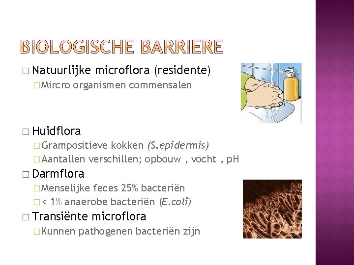 � Natuurlijke � Mircro microflora (residente) organismen commensalen � Huidflora � Grampositieve kokken (S.