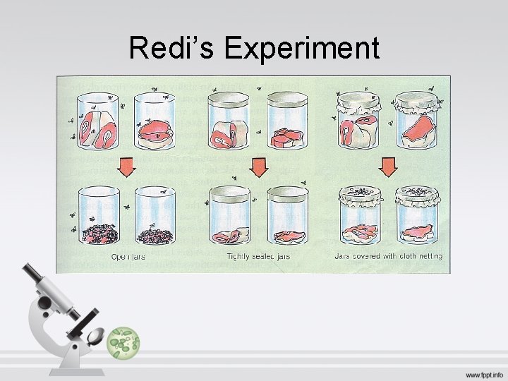 Redi’s Experiment 