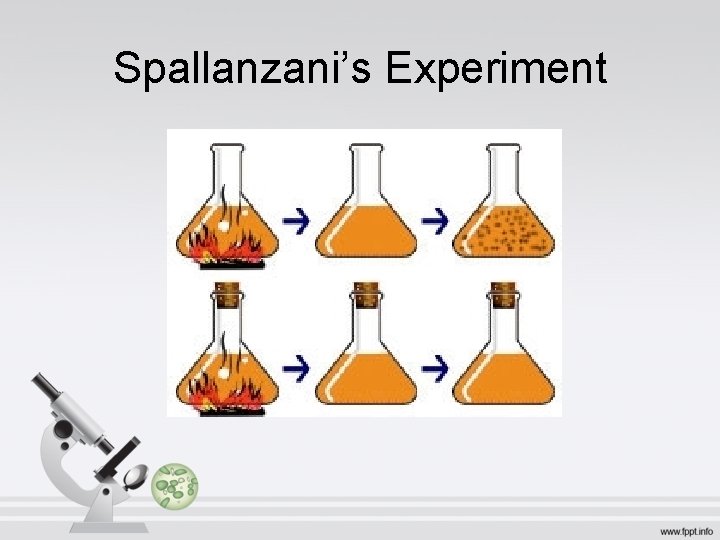 Spallanzani’s Experiment 