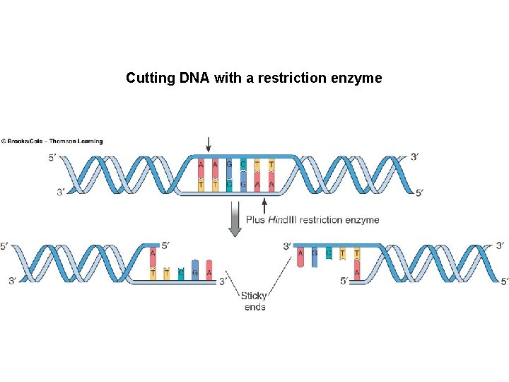 Cutting DNA with a restriction enzyme 