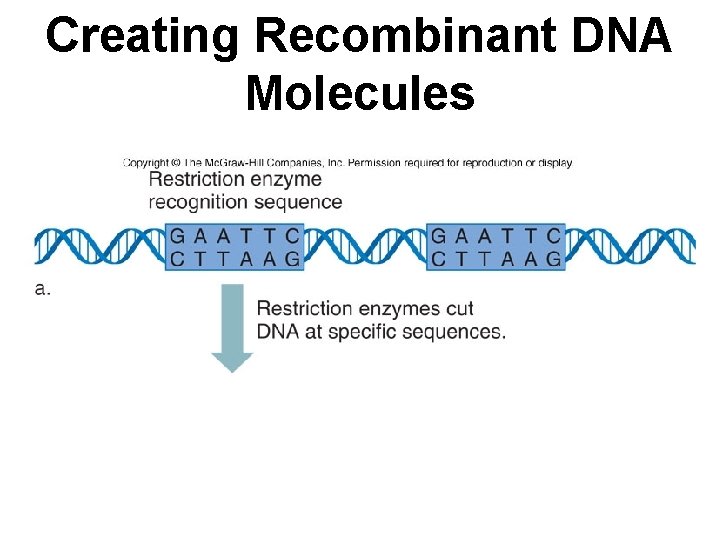 Creating Recombinant DNA Molecules 