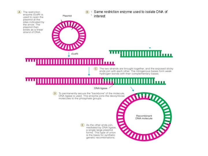 Same restriction enzyme used to isolate DNA of interest 