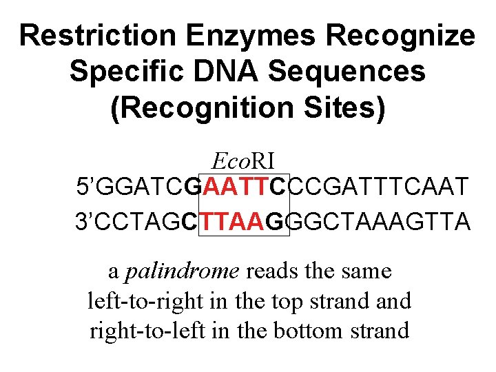 Restriction Enzymes Recognize Specific DNA Sequences (Recognition Sites) Eco. RI 5’GGATCGAATTCCCGATTTCAAT 3’CCTAGCTTAAGGGCTAAAGTTA a palindrome
