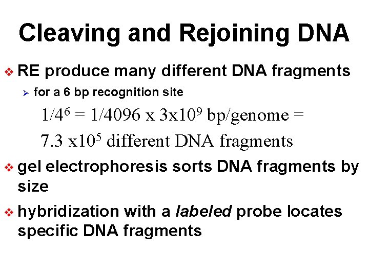 Cleaving and Rejoining DNA v RE Ø produce many different DNA fragments for a