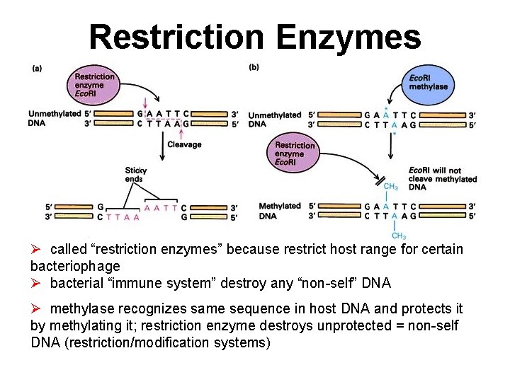 Restriction Enzymes Ø called “restriction enzymes” because restrict host range for certain bacteriophage Ø