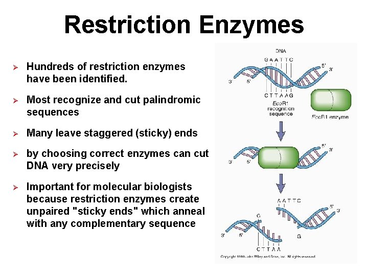 Restriction Enzymes Ø Hundreds of restriction enzymes have been identified. Ø Most recognize and