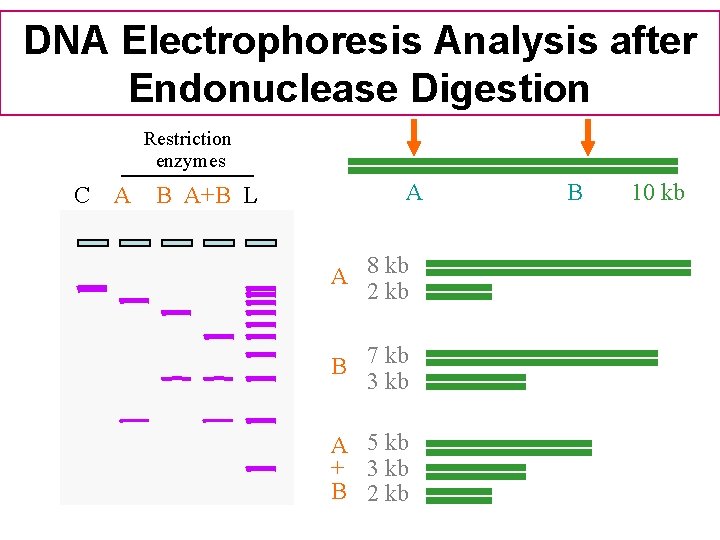 DNA Electrophoresis Analysis after Endonuclease Digestion Restriction enzymes C A B A+B L A