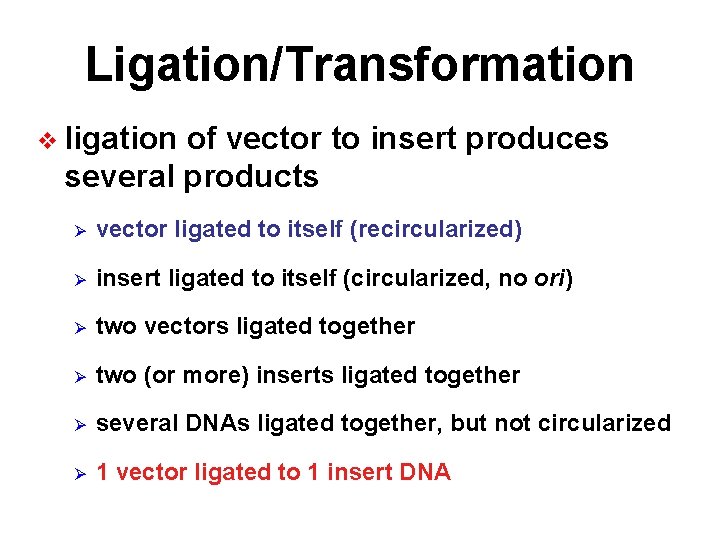 Ligation/Transformation v ligation of vector to insert produces several products Ø vector ligated to