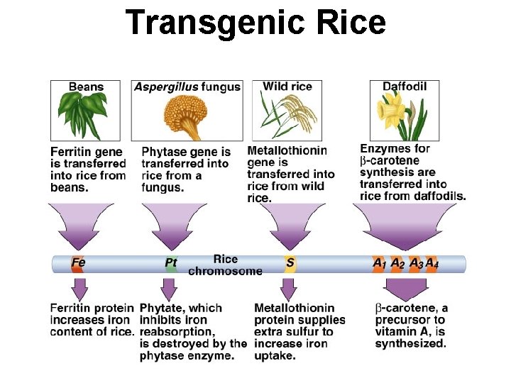 Transgenic Rice 