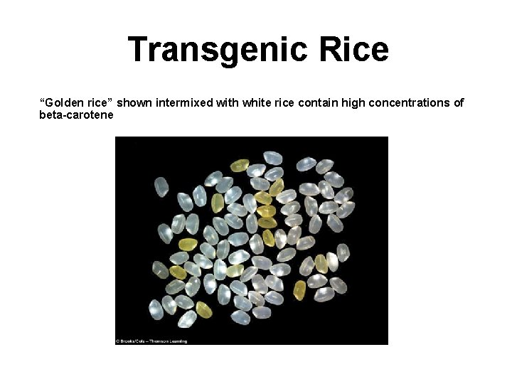 Transgenic Rice “Golden rice” shown intermixed with white rice contain high concentrations of beta-carotene