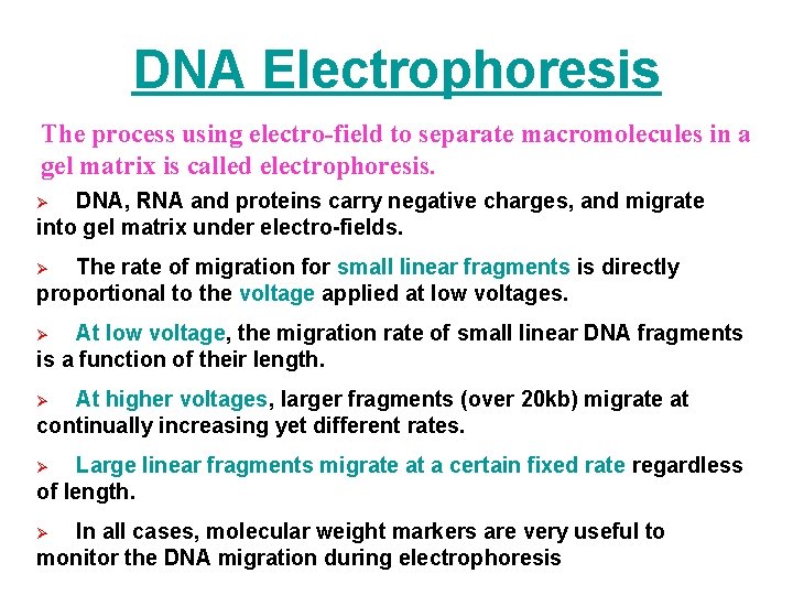 DNA Electrophoresis The process using electro-field to separate macromolecules in a gel matrix is