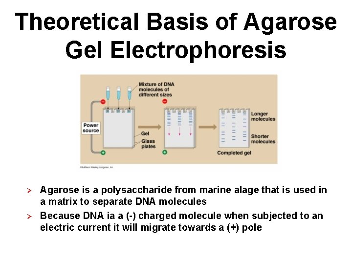 Theoretical Basis of Agarose Gel Electrophoresis Ø Ø Agarose is a polysaccharide from marine