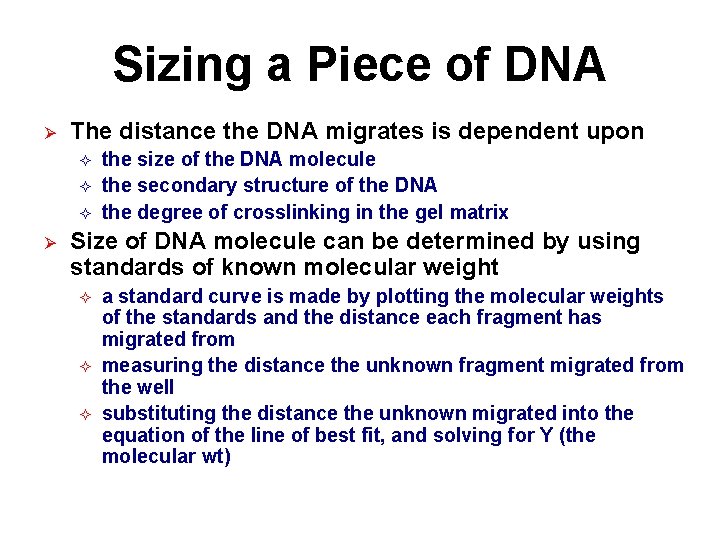 Sizing a Piece of DNA Ø The distance the DNA migrates is dependent upon