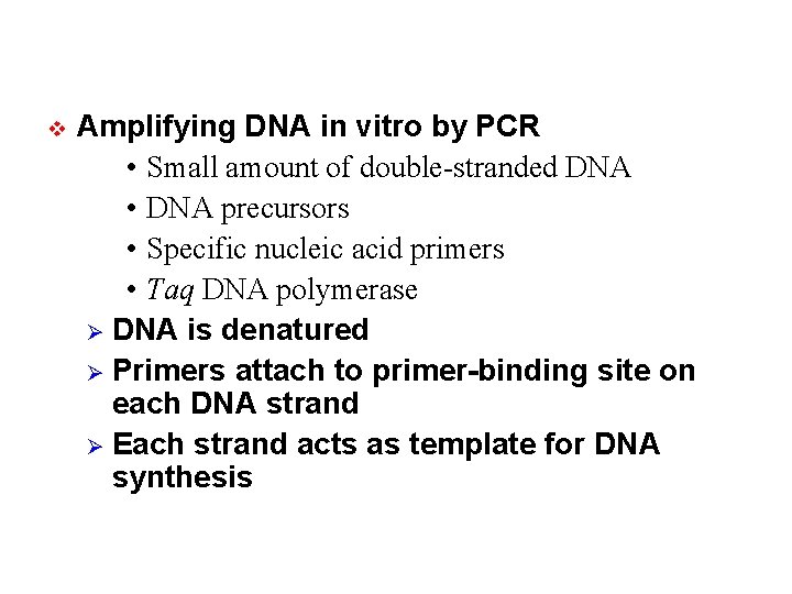v Amplifying DNA in vitro by PCR • Small amount of double-stranded DNA •
