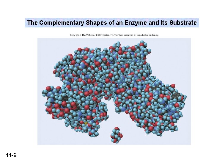 The Complementary Shapes of an Enzyme and Its Substrate 11 -6 
