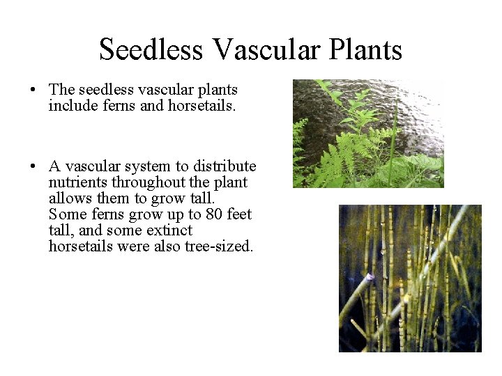 Seedless Vascular Plants • The seedless vascular plants include ferns and horsetails. • A