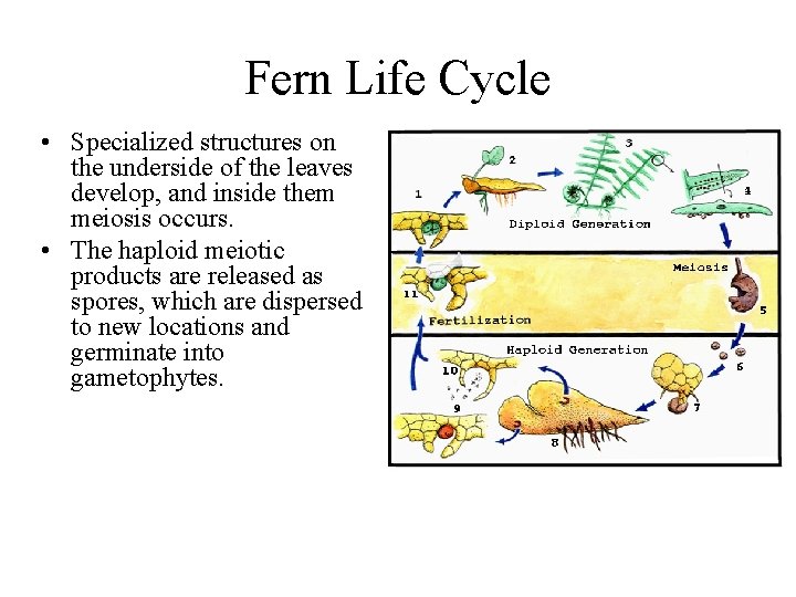 Fern Life Cycle • Specialized structures on the underside of the leaves develop, and