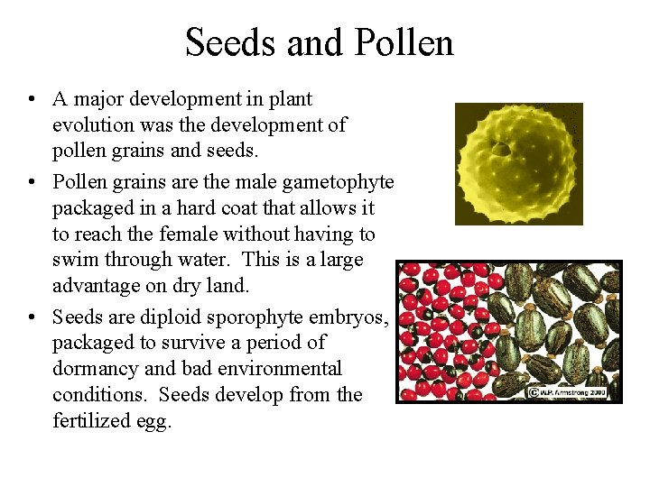 Seeds and Pollen • A major development in plant evolution was the development of