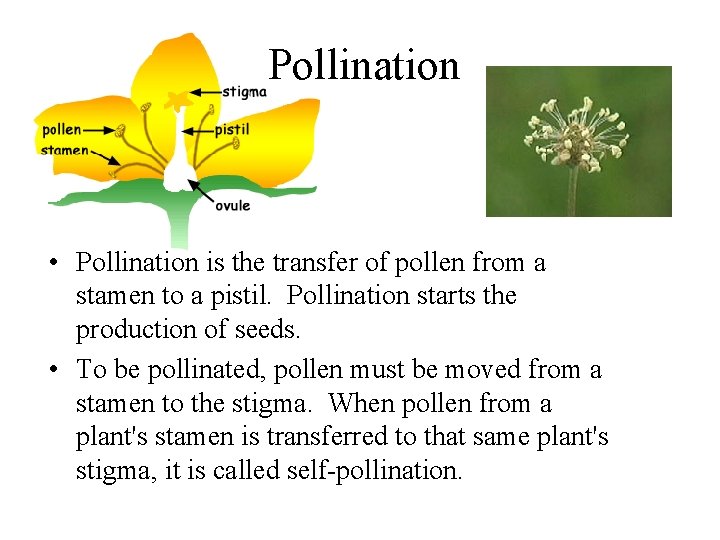  Pollination • Pollination is the transfer of pollen from a stamen to a