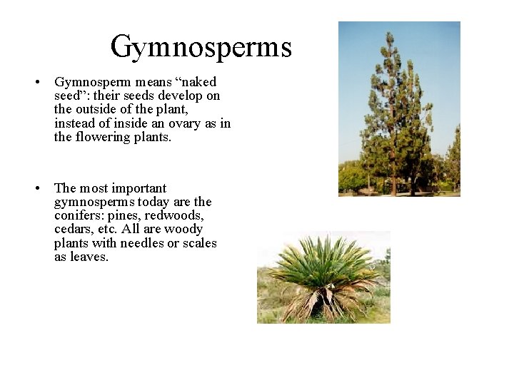 Gymnosperms • Gymnosperm means “naked seed”: their seeds develop on the outside of the