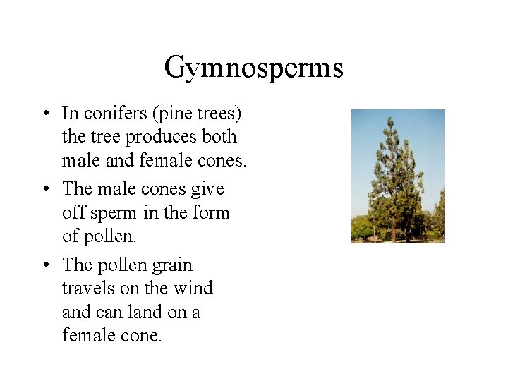 Gymnosperms • In conifers (pine trees) the tree produces both male and female cones.