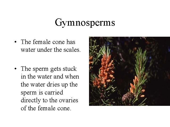 Gymnosperms • The female cone has water under the scales. • The sperm gets