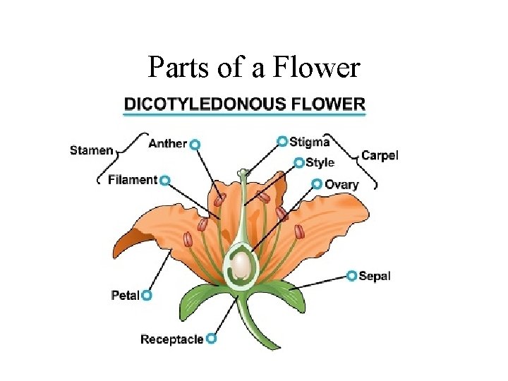 Parts of a Flower 