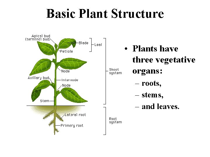 Basic Plant Structure • Plants have three vegetative organs: – roots, – stems, –