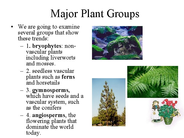 Major Plant Groups • We are going to examine several groups that show these