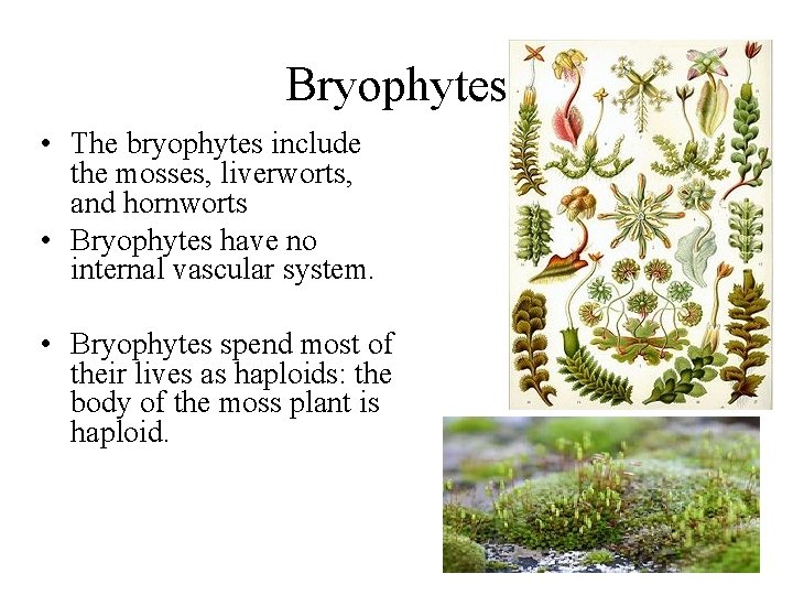 Bryophytes • The bryophytes include the mosses, liverworts, and hornworts • Bryophytes have no