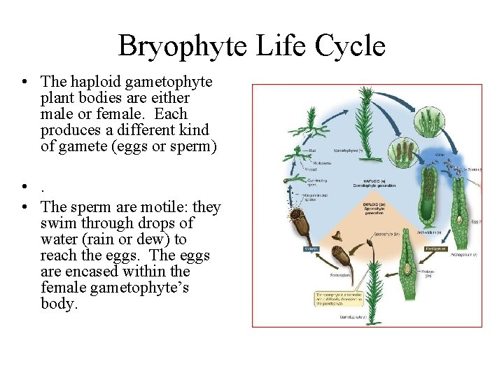 Bryophyte Life Cycle • The haploid gametophyte plant bodies are either male or female.