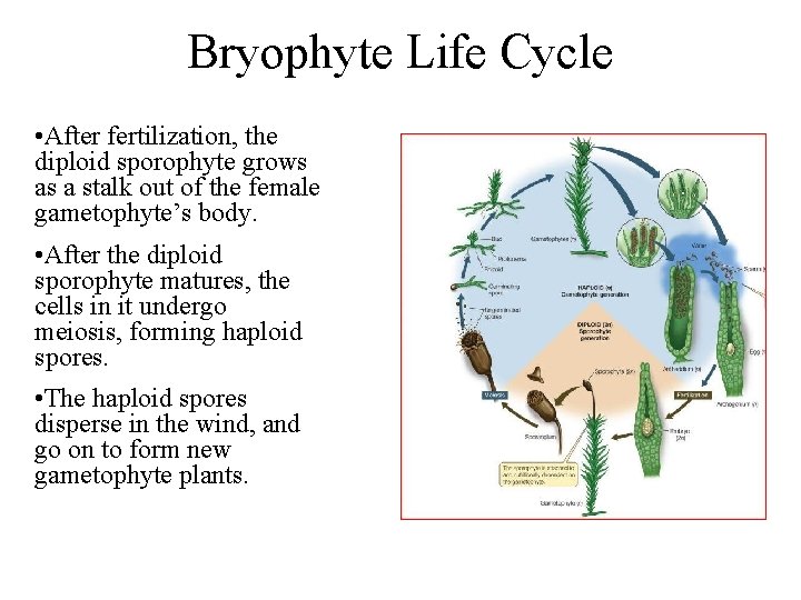 Bryophyte Life Cycle • After fertilization, the diploid sporophyte grows as a stalk out