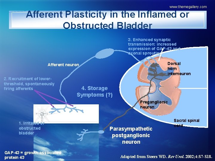 www. themegallery. com Afferent Plasticity in the Inflamed or Obstructed Bladder 3. Enhanced synaptic